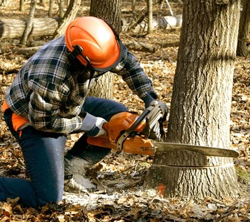Tree Removal in Severy, KS